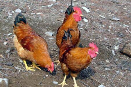 ���꼦���ͺ��¶�Ϊ����_����