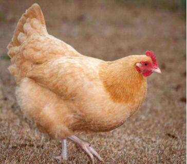 579鸡属于什么品种?_养鸡