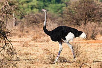 鸵鸟在北方能不能养?_养殖问答