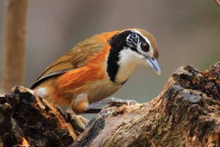 ��ü��ιС������_��ֳ�ʴ�