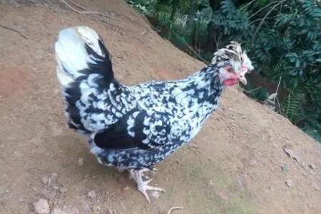 贵妃鸡为什么很少有人养_养鸡