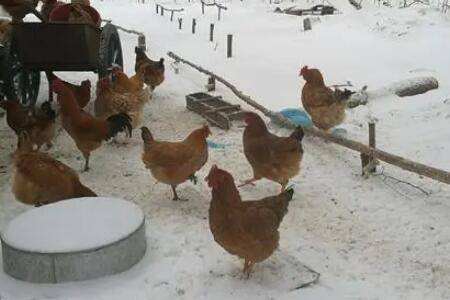 鸡怕冷吗?_养鸡