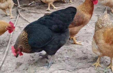 黑脚鸡是什么鸡品种_养鸡