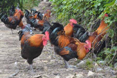 散养土鸡一亩地养多少只_养鸡