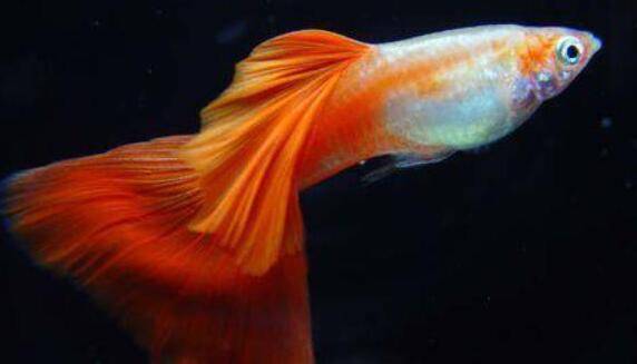 孔雀鱼弓背什么原因_养殖问答