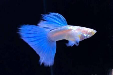 孔雀鱼烧尾什么原因,怎么治疗?_养鱼