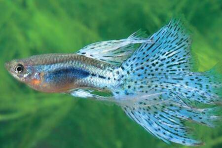 孔雀鱼怎么受精?_养鱼