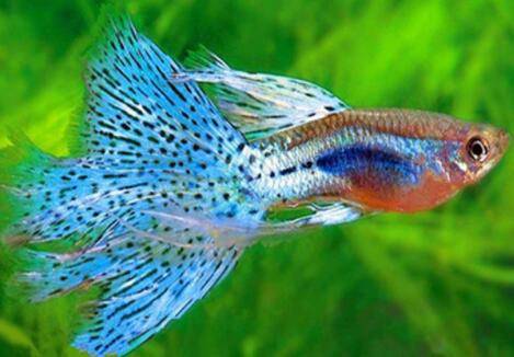 孔雀鱼繁殖环境的基本要求_养鱼