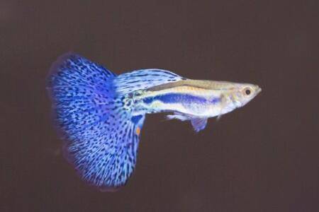 孔雀鱼临产征兆有哪些_养鱼