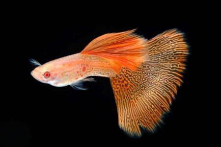 孔雀鱼胎斑长什么样,为什么会长胎斑?_养鱼