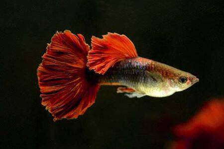 ��ȸ���������������ʲôԭ��_����