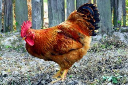 ��β���ϵĻ�ɫ������ʲô_����