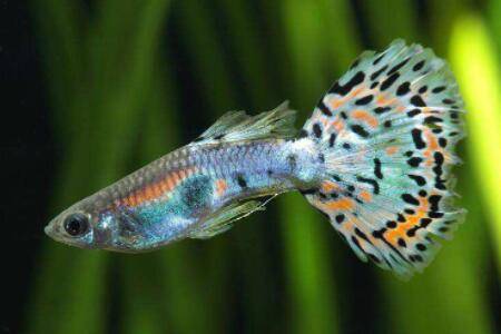 孔雀鱼小鱼怎么养比较好_养鱼