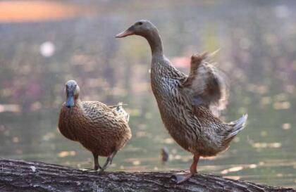 ��Ѽʲôʱ�俪����_��Ѽ