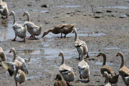 ��Ѽ�߷��ڶ೤ʱ��_��Ѽ