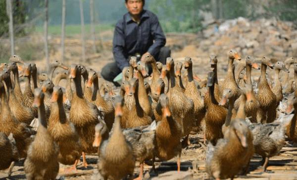 养鸭产蛋多的方法总结_养鸭