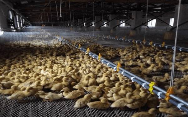 蛋鸭一年产多少蛋?_养鸭