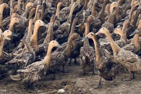 ��Ѽ������ô�죿_��Ѽ