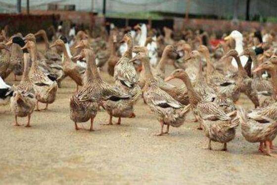 ��Ѽ������ô�죿_��Ѽ