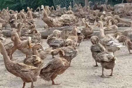 ��Ѽ���µ���ô�죿_��Ѽ