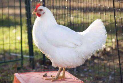 白羽肉鸡怎么控料?_养鸡