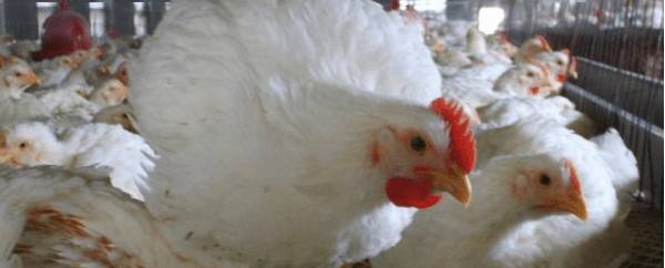 白羽肉鸡怎么区分公母_养殖问答