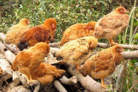 肉鸡能可以喂食板蓝根?_养鸡