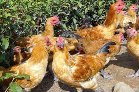 肉鸡大肠杆菌怎么治?_养鸡