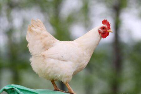 白羽肉鸡吐水什么原因?_养鸡