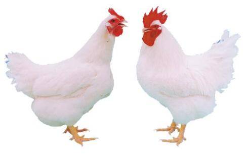白羽肉鸡软脖子什么原因?_养鸡