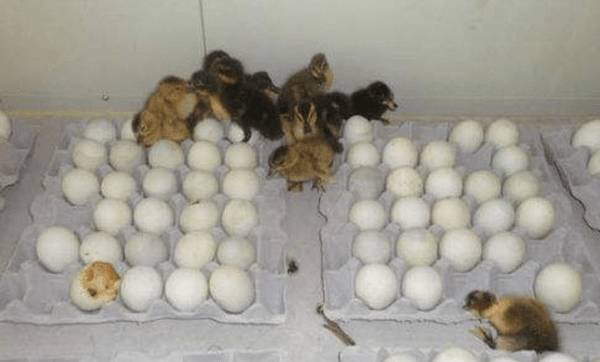 蛋鸭孵化需要多少天?_养鸭