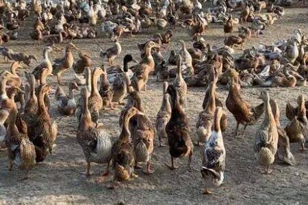 蛋鸭一年产多少蛋?_养鸭