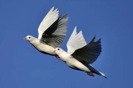 信鸽的寿命为多长_养鸽