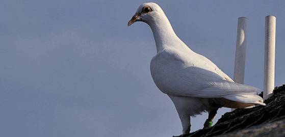 信鸽每小时飞行多少公里_养殖问答