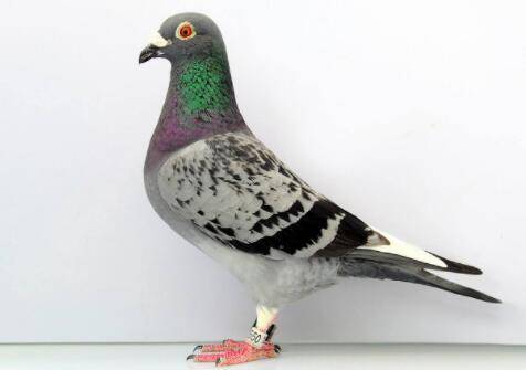 信鸽不精神什么原因?_养鸽