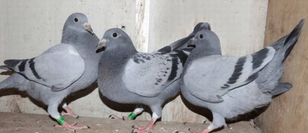 信鸽可以长期笼养?_养殖问答