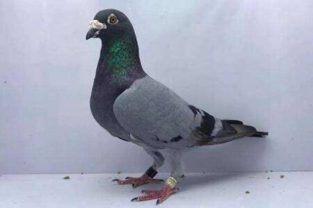 信鸽红楞什么颜色?_养鸽