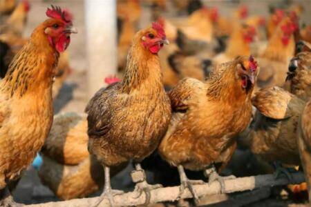 肉鸡仰身死亡是什么原因?_养鸡