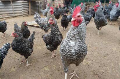 芦花鸡和五黑鸡哪个产蛋较多?_养鸡