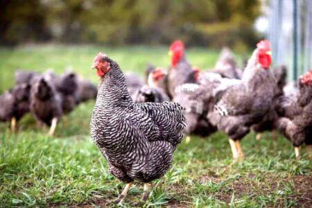 芦花鸡养多久能下蛋?_养鸡