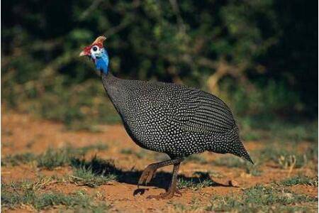 珍珠鸡在哪里养殖比较好?_特禽养殖