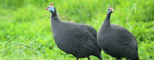 珍珠鸡能长到多少斤_特禽养殖