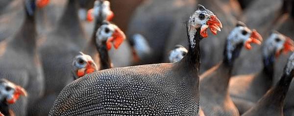 珍珠鸡在哪里养殖比较好?_特禽养殖