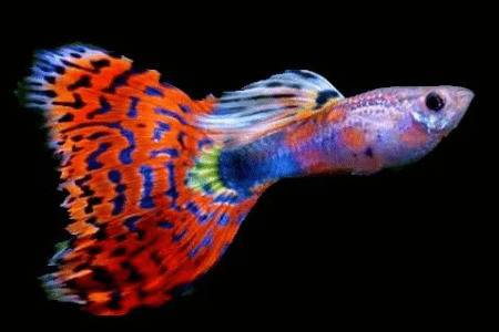 ��ȸ����С��ʱ�Ѳ���ô�죿_����