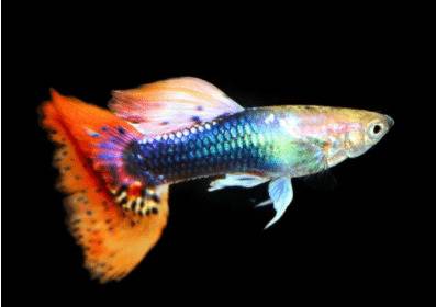 ��ȸ���ܲ��ܻ��������Ը�ʲô�����_����