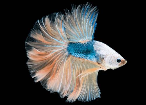 ��ȸ���ܲ��ܻ��������Ը�ʲô�����_����