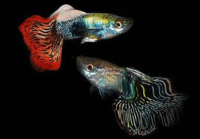 孔雀鱼尾巴开叉能长好吗,怎么治疗?_养鱼