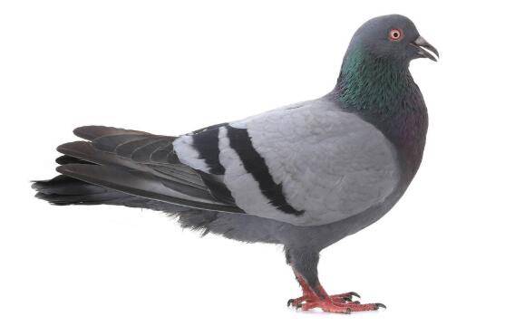 鸽子吃什么食物,鸽子常吃的饲料有哪些_养鸽