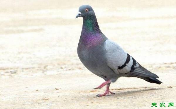 肉鸽品种怎么选,肉鸽品种的选择经验_养鸽