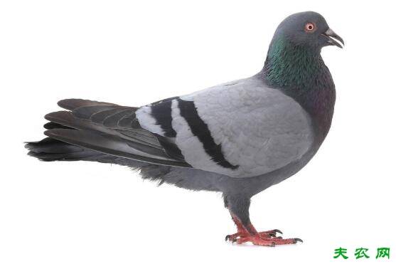 鸽子的常用饲料与喂食方法_养鸽